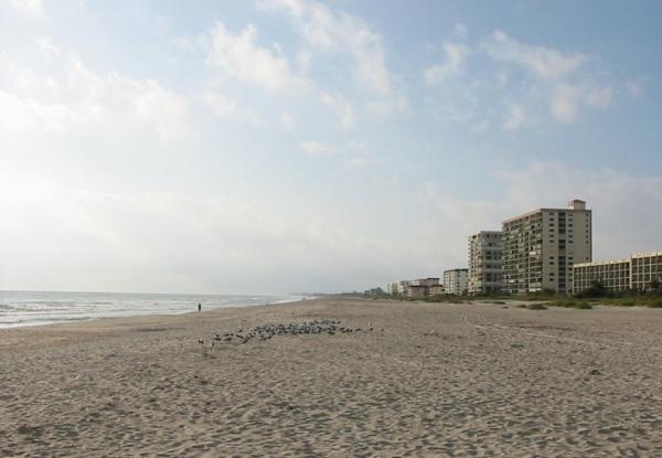 Seagulls and people enjoy this beach