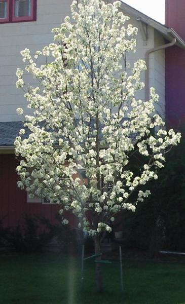 I'm young but glorious!