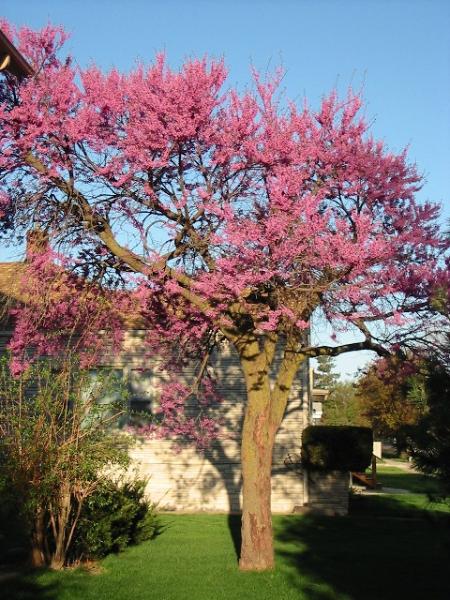 The red bud looks this way for over two weeks